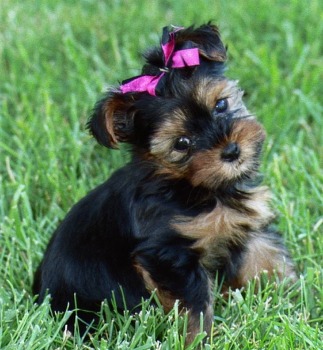 yorki.jpg